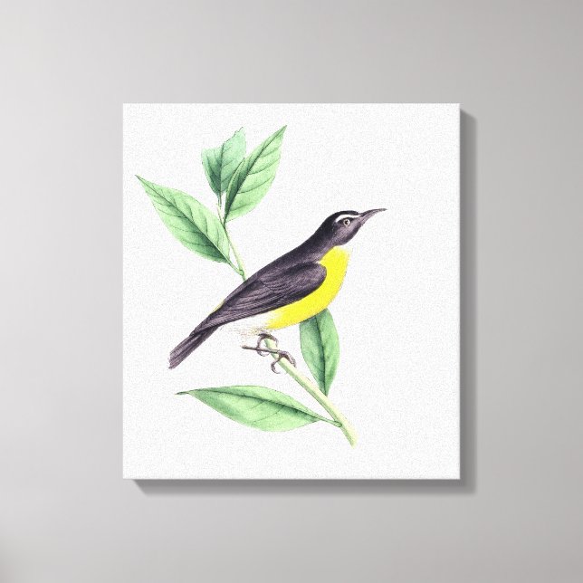 Lienzo Bird | Zazzle_Growshop. (Anverso)