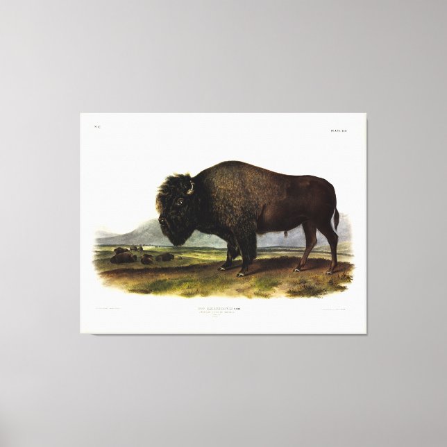 Lienzo Bison Americano, o Búfalo (Bison bison) - Audubon (Anverso)