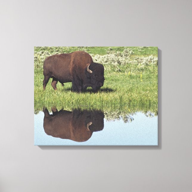 Lienzo Bison (Bison Bison) En Grassy Meadow (Anverso)