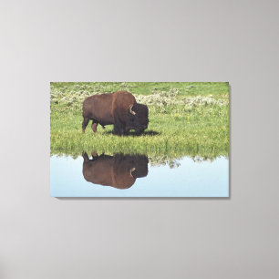 Lienzo Bison (Bison Bison) En Grassy Meadow