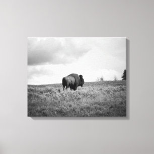 Lienzo Bison Black & White American Bison Standing 16x20