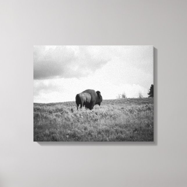 Lienzo Bison Black & White American Bison Standing 16x20 (Anverso)