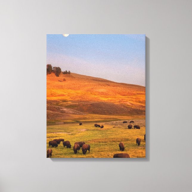 Lienzo Bison Grazing en Hill en Hayden Valley (Anverso)