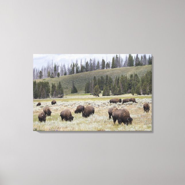 Lienzo Bison in the Hayden Valley of Yellowstone (Anverso)
