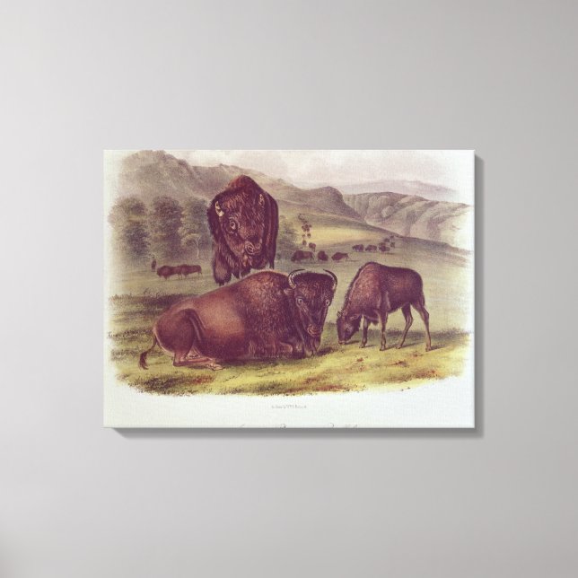 Lienzo Bison o Búfalo Americanos (Anverso)