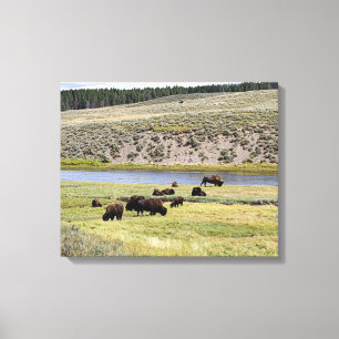 Lienzo Bison, Valle Hayden, Parque Nacional Yellowstone