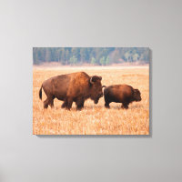 Bisonte Americano (Bison bison) Vaca y Ternero
