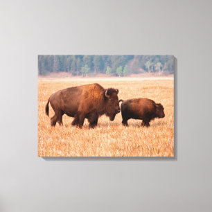 Lienzo Bisonte Americano (Bison bison) Vaca y Ternero