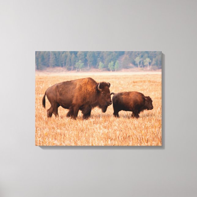 Lienzo Bisonte Americano (Bison bison) Vaca y Ternero (Anverso)