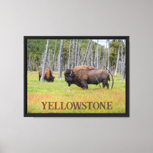 Lienzo Bisonte Americano de Yellowstone