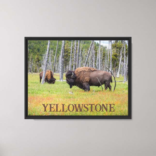 Lienzo Bisonte Americano de Yellowstone (Anverso)