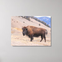 Bisonte de Búfalo Fauna Americana
