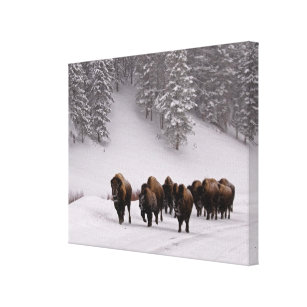 Lienzo Bisonte en invierno