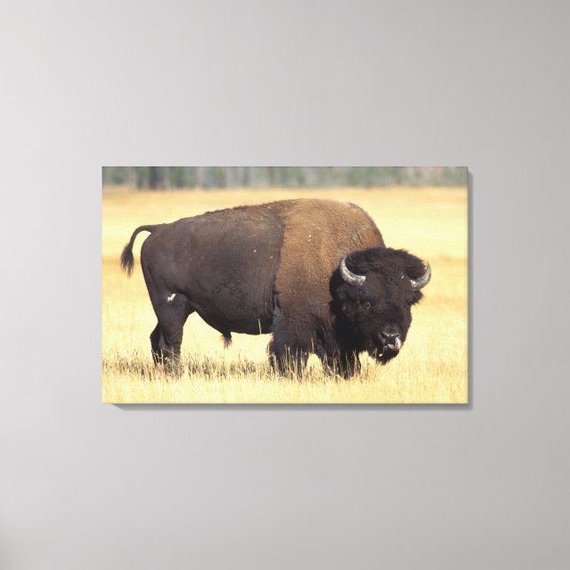 Lienzo Bisonte macho en Yellowstone National (Anverso)