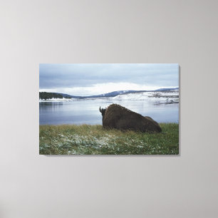 Lienzo Bisonte que descansa por el río Yellowstone con