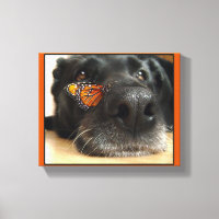 BLack Lab Perro con mariposa