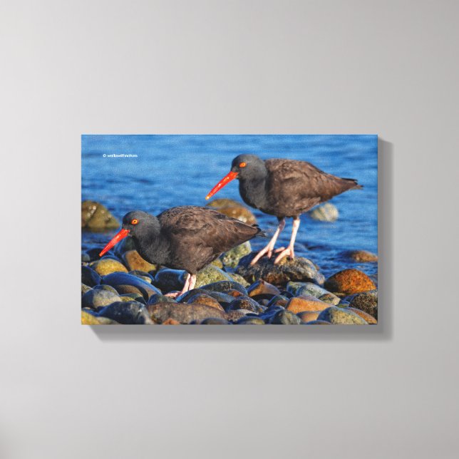 Lienzo Black Oystercatcher See, Black Oystercatcher Do (Anverso)