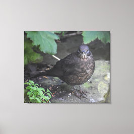 Lienzo Blackbird femenina