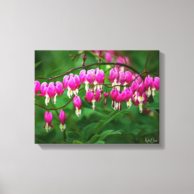 Lienzo Bleeding Heart Canvas Print (Anverso)