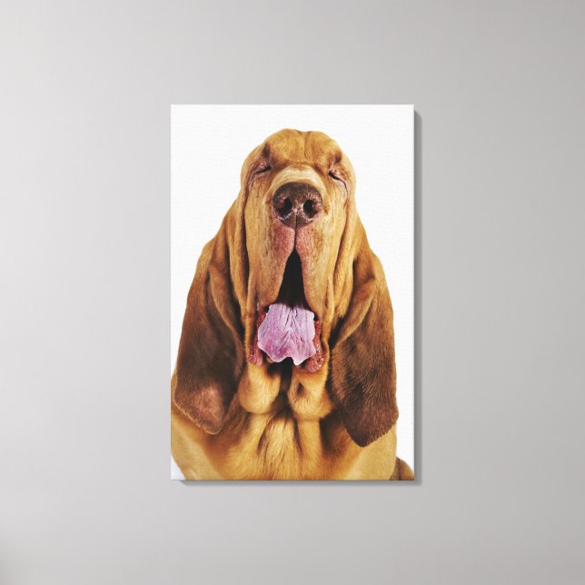 Lienzo Bloodhound (Hound de St. Hubert) con los ojos cerr (Anverso)