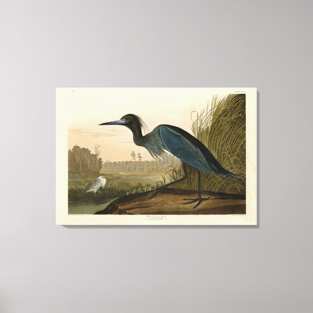 Lienzo Blue Crane, Heron, de los pájaros de América de Au (Anverso)