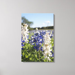 Lienzo Blue & White Bluebonnets Streaming Wall Art