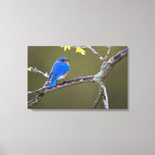 Lienzo Bluebird del este hermoso