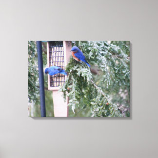 Lienzo Bluebirds de invierno