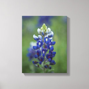 Lienzo Bluebonnets de Tejas