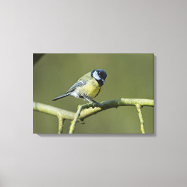Lienzo Bluetit