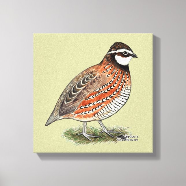Lienzo Bobwhite Quail Rooster (Anverso)