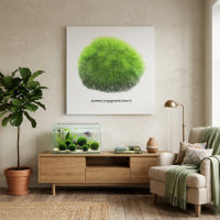 Bola de musgo Marimo dibujada a mano 