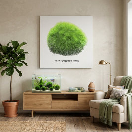 Lienzo Bola de musgo Marimo dibujada a mano 