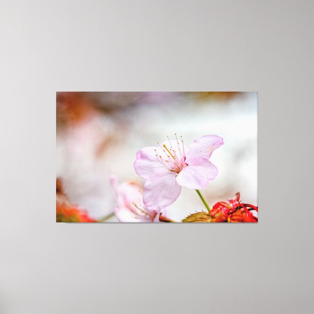 Lienzo Bonita Flor De Sakura Rosa En Primavera (Anverso)