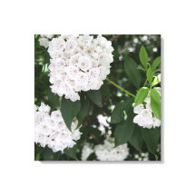 Bonitas flores blancas de Laurel de Montaña