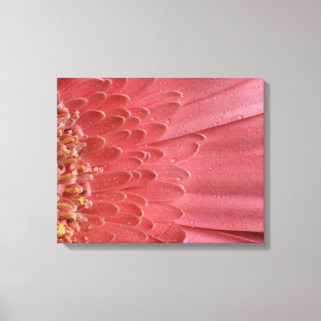 Lienzo Bonito Coral Pink Gerbera Daisy (Anverso)