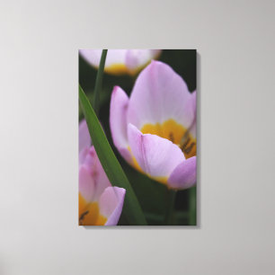 Lienzo Bonito, elegantes tulipanes morados.