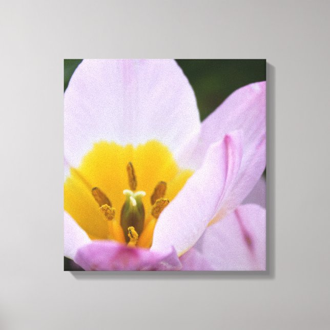 Lienzo Bonito, elegantes tulipanes morados. (Anverso)