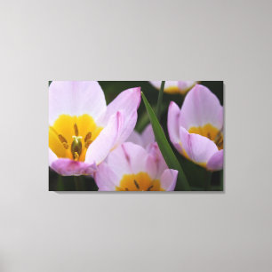 Lienzo Bonito, elegantes tulipanes morados.