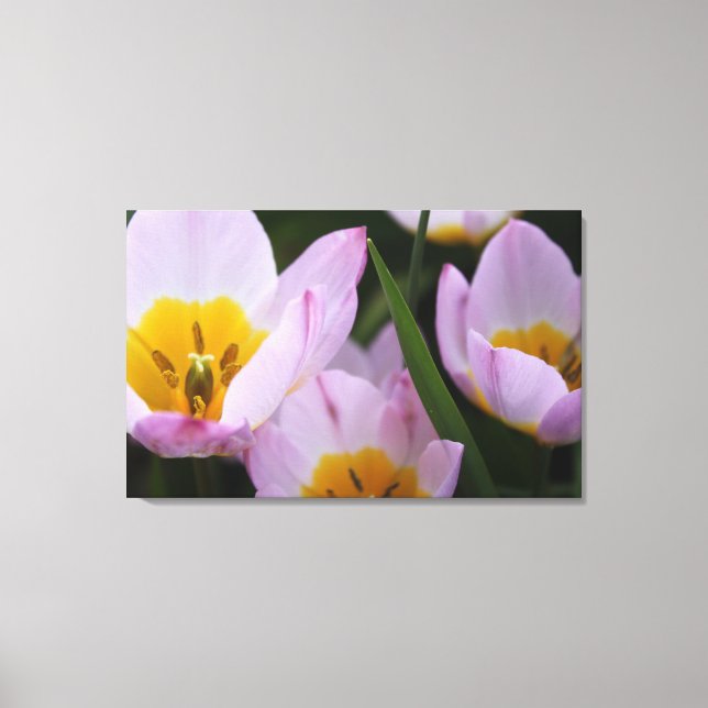 Lienzo Bonito, elegantes tulipanes morados. (Anverso)