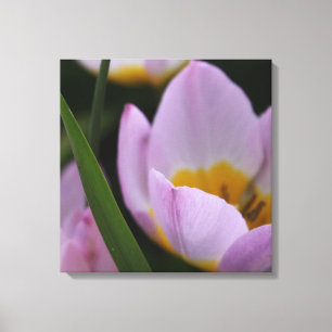 Lienzo Bonito, elegantes tulipanes morados. Floral