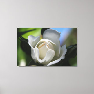 Lienzo bonito mitad flor pura rosa blanca.