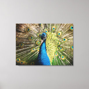 Lienzo Bonito pavo real
