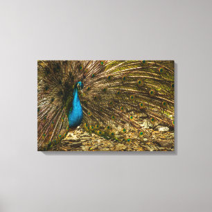 Lienzo Bonito pavo real azul con plumas de cola abierta