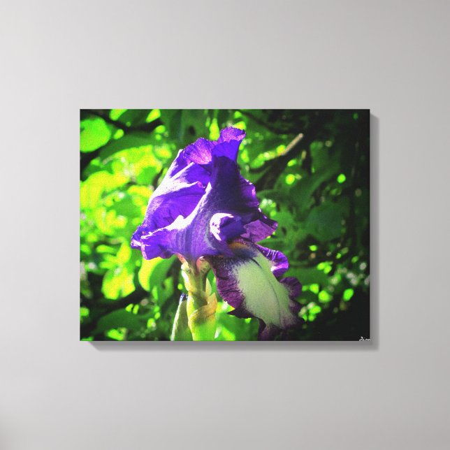 Lienzo Bonito Purple Iris (Anverso)