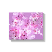 Bonito rosa rhododendron floral hermosa