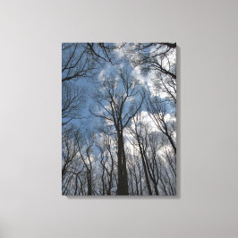 Lienzo Bonito Tulip Poplar Trees Nublado cielo azul