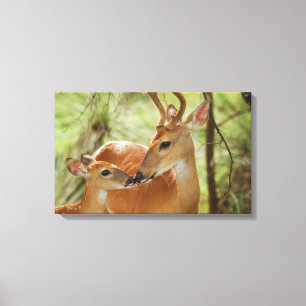 Lienzo Bonos De Buck Y Fawn