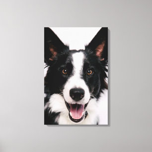 Lienzo Border collie sonriente de las imágenes el   A de