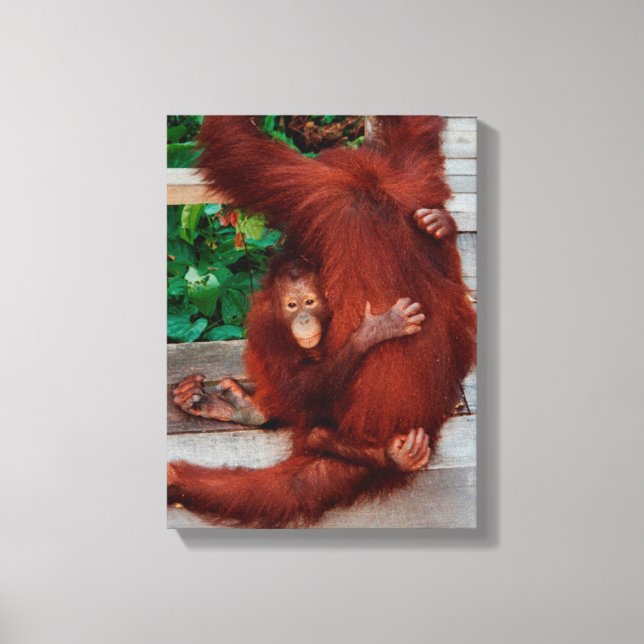 Lienzo Borneo orangutan (Anverso)
